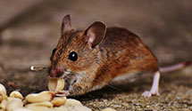 24 Hour & Emergency Exterminators in Fred, VA